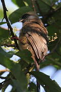 Speckled Mousebird