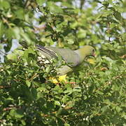 African Green Pigeon