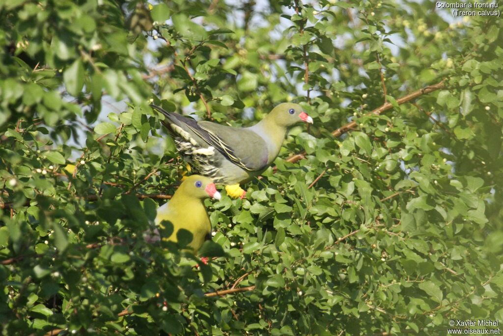 African Green Pigeon