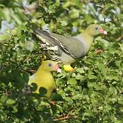 African Green Pigeon