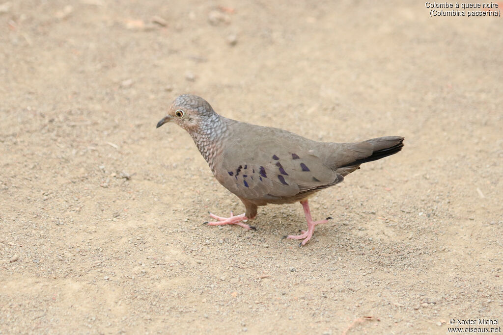 Common Ground Doveadult, identification