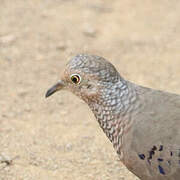 Common Ground Dove