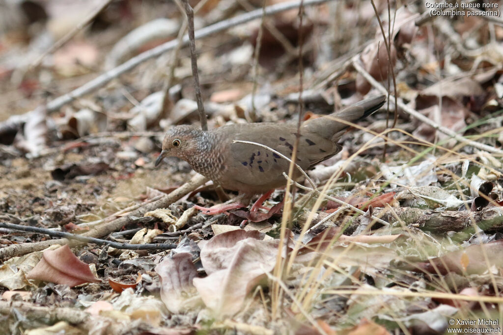 Common Ground Doveadult