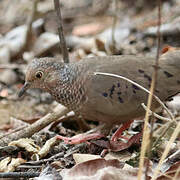 Common Ground Dove