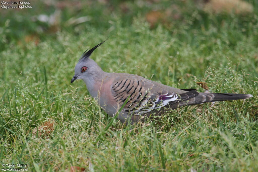 Crested Pigeon, identification