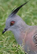 Crested Pigeon