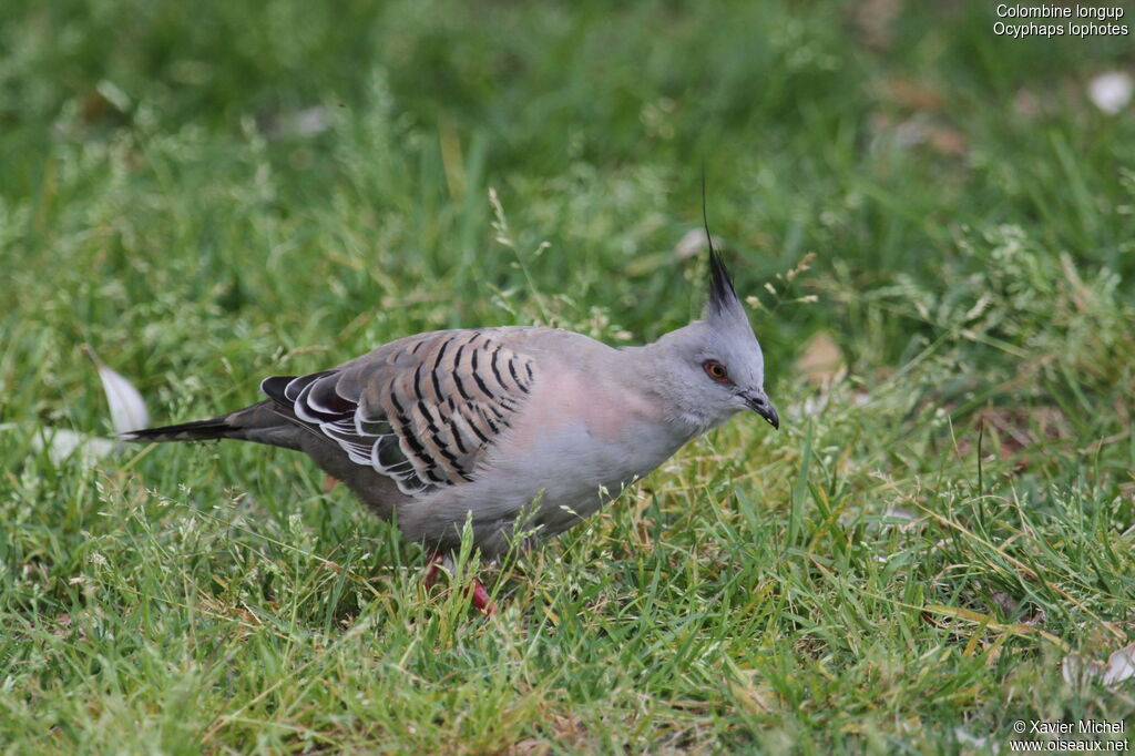 Crested Pigeon, identification