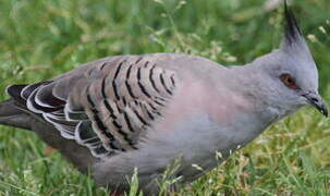 Crested Pigeon