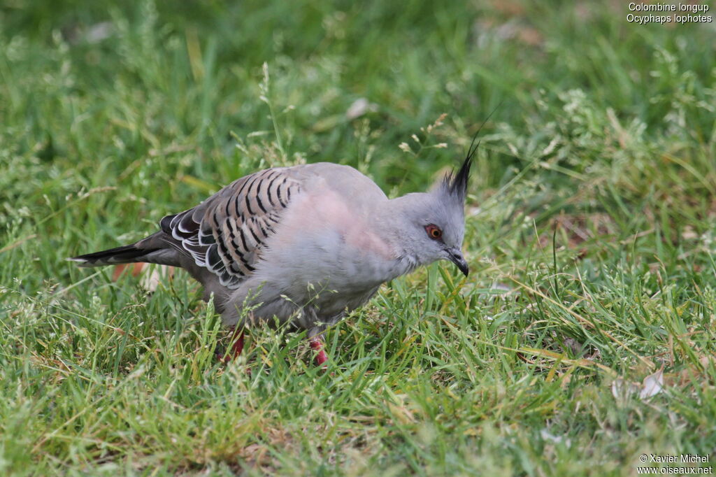 Crested Pigeon