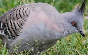 Crested Pigeon