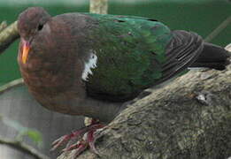 Common Emerald Dove