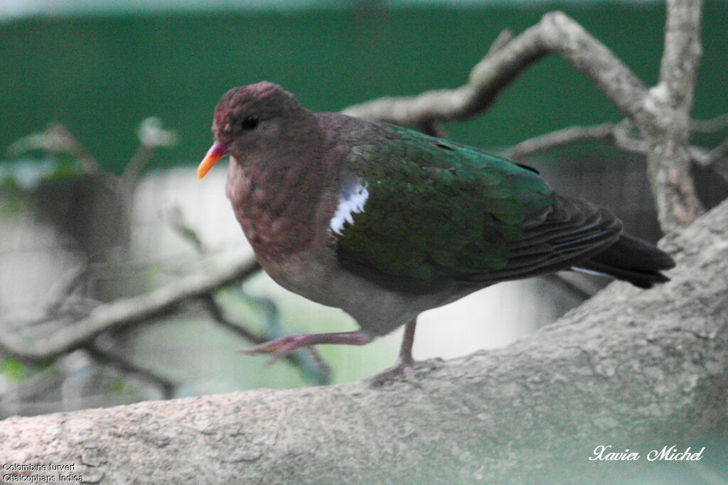 Common Emerald Dove, identification