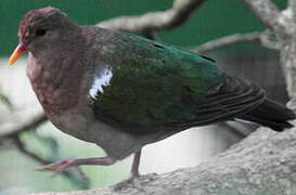 Common Emerald Dove