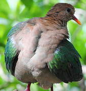 Common Emerald Dove