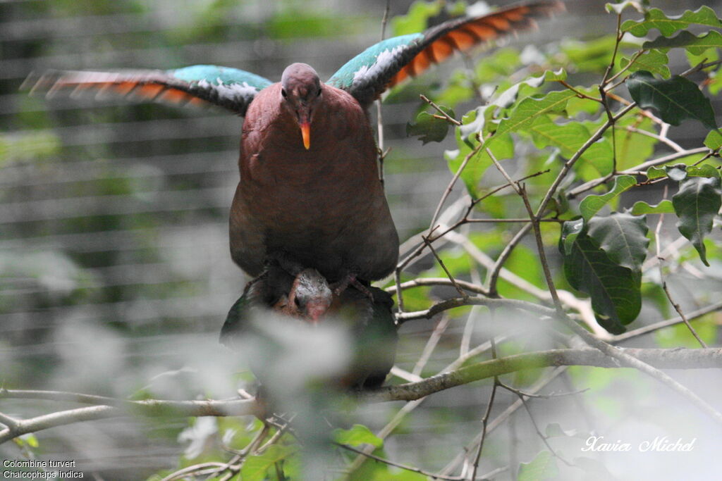 Common Emerald Doveadult