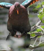 Common Emerald Dove