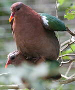 Common Emerald Dove