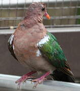 Common Emerald Dove