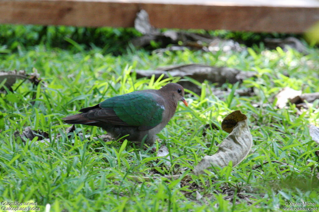 Common Emerald Dove, identification