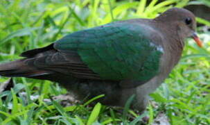 Common Emerald Dove