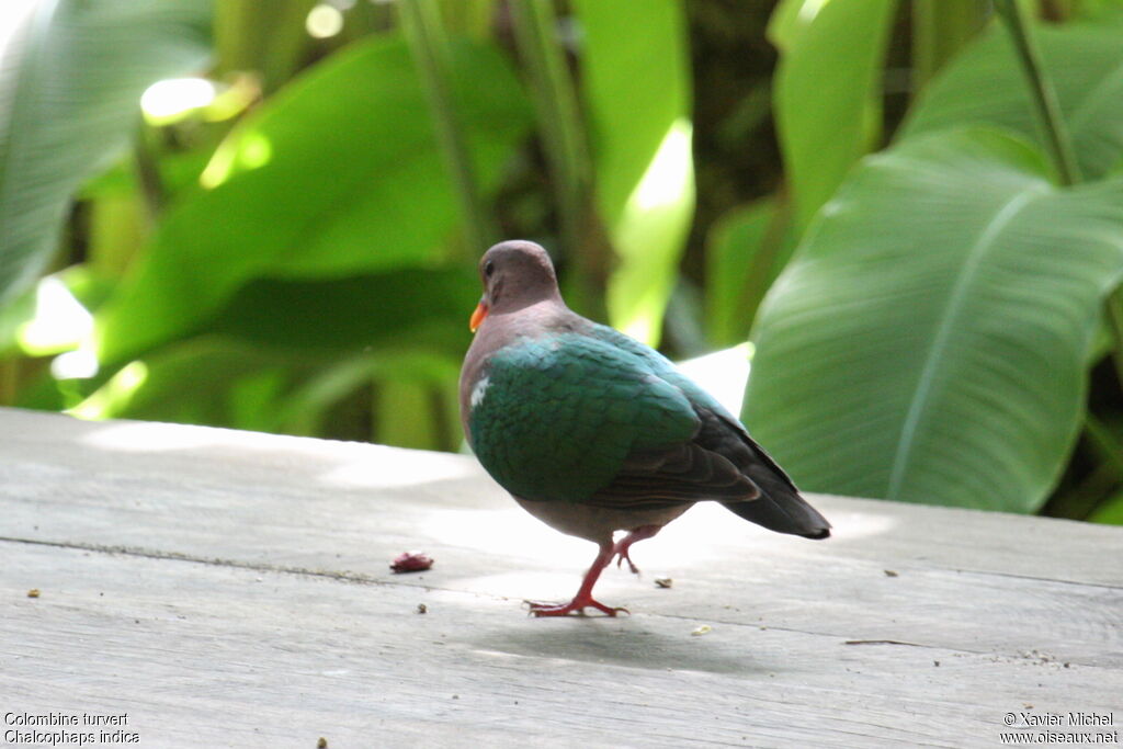 Colombine turvert, identification