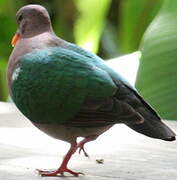 Common Emerald Dove