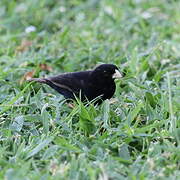 Village Indigobird