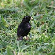 Village Indigobird