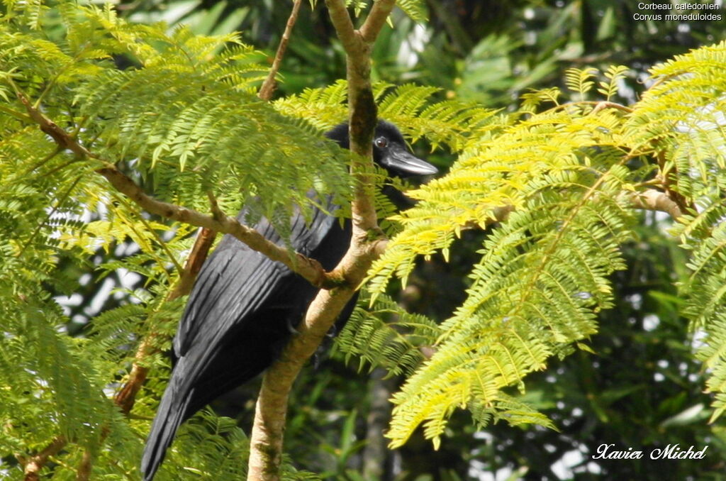 Corbeau calédonienimmature