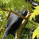 Corbeau calédonien