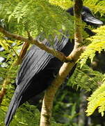 New Caledonian Crow