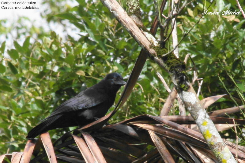New Caledonian Crowimmature, identification
