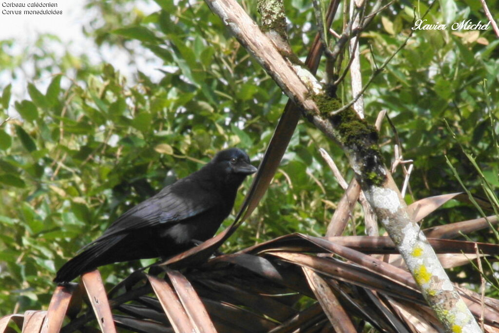 Corbeau calédonienimmature, identification