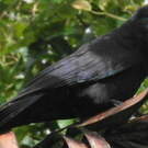 Corbeau calédonien