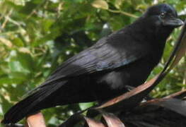 Corbeau calédonien