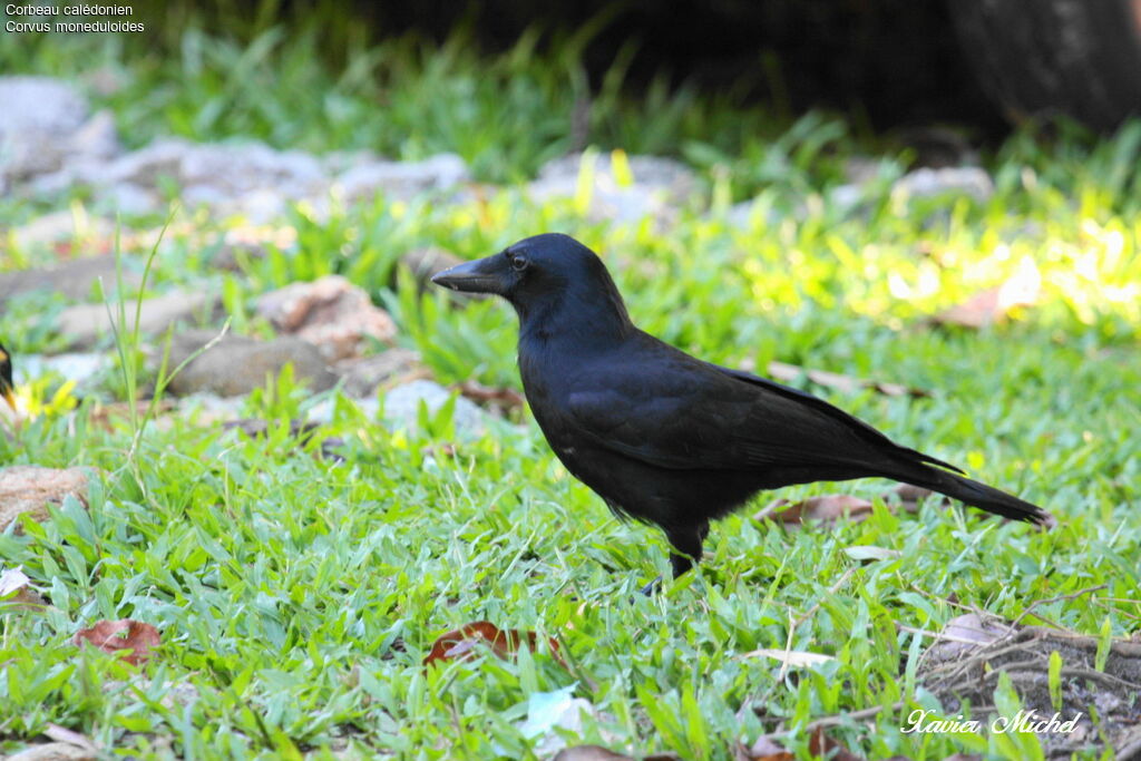 Corbeau calédonienadulte, identification