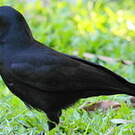 Corbeau calédonien