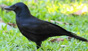 New Caledonian Crow