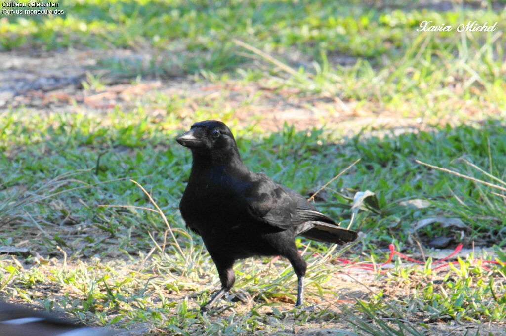 New Caledonian Crowadult, identification