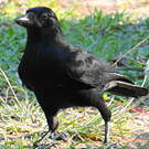Corbeau calédonien