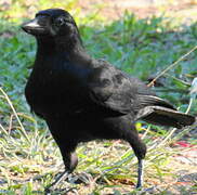 New Caledonian Crow