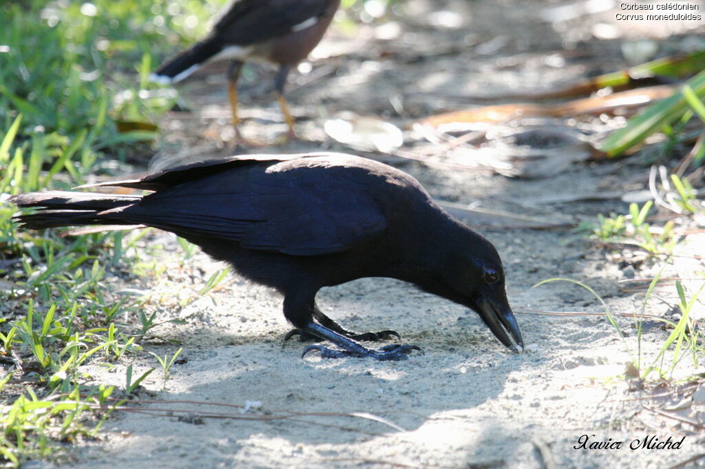 New Caledonian Crowadult, identification