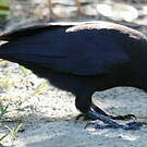 Corbeau calédonien