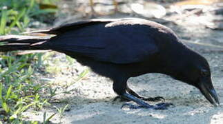 New Caledonian Crow