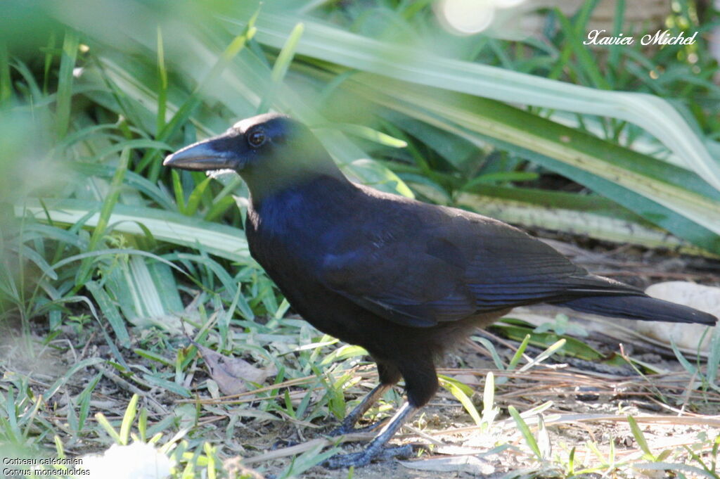 Corbeau calédonienadulte