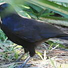 Corbeau calédonien