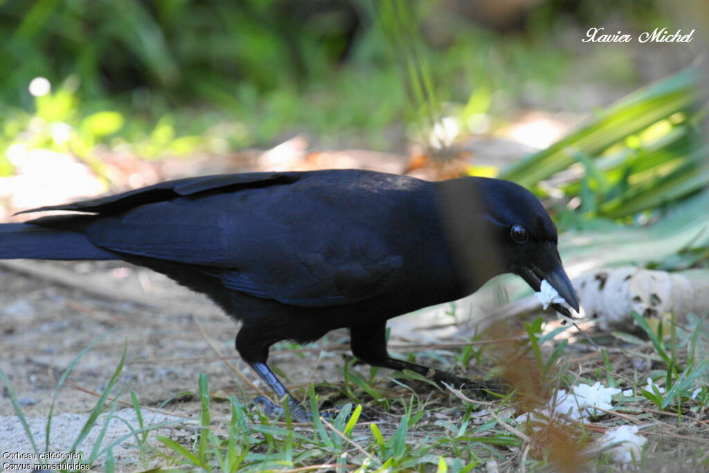 New Caledonian Crowadult