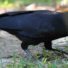 Corbeau calédonien