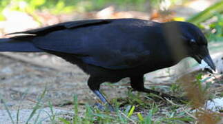 New Caledonian Crow