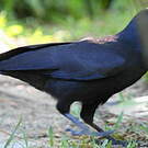 Corbeau calédonien